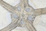 Wide, Jurassic Brittle Star (Palaeocoma) Fossil - Whitby, England #177065-2